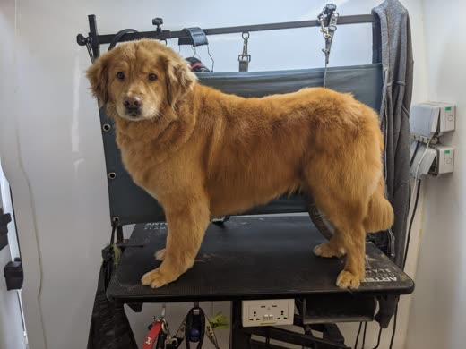 A golden retriever standing on the grooming table in the mobile van after a blow-dry