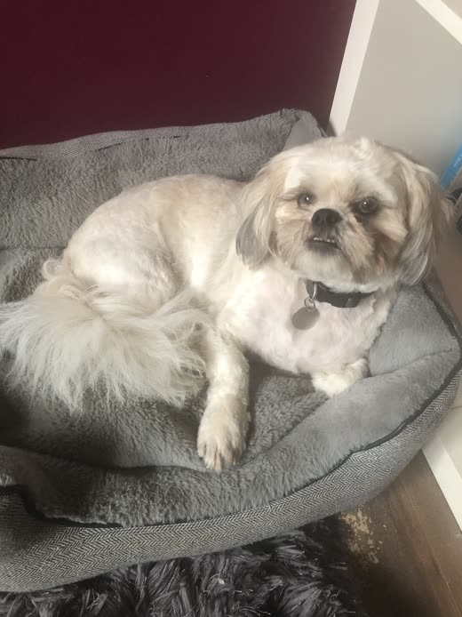 A white shih tzu with a short teddy-bear trim lying in a round grey bed