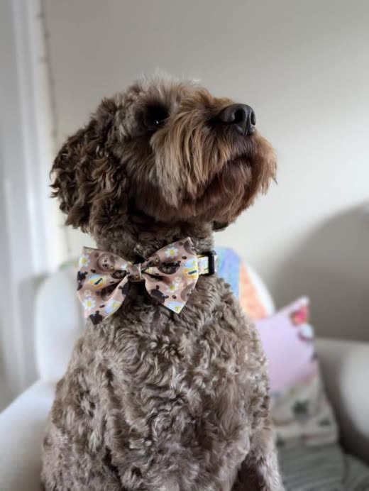 A freshly groomed brown cockapoo wearing a floral bow tie